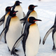 These Gay Penguins Should Sue If Their Adoption Doesn't Work Out